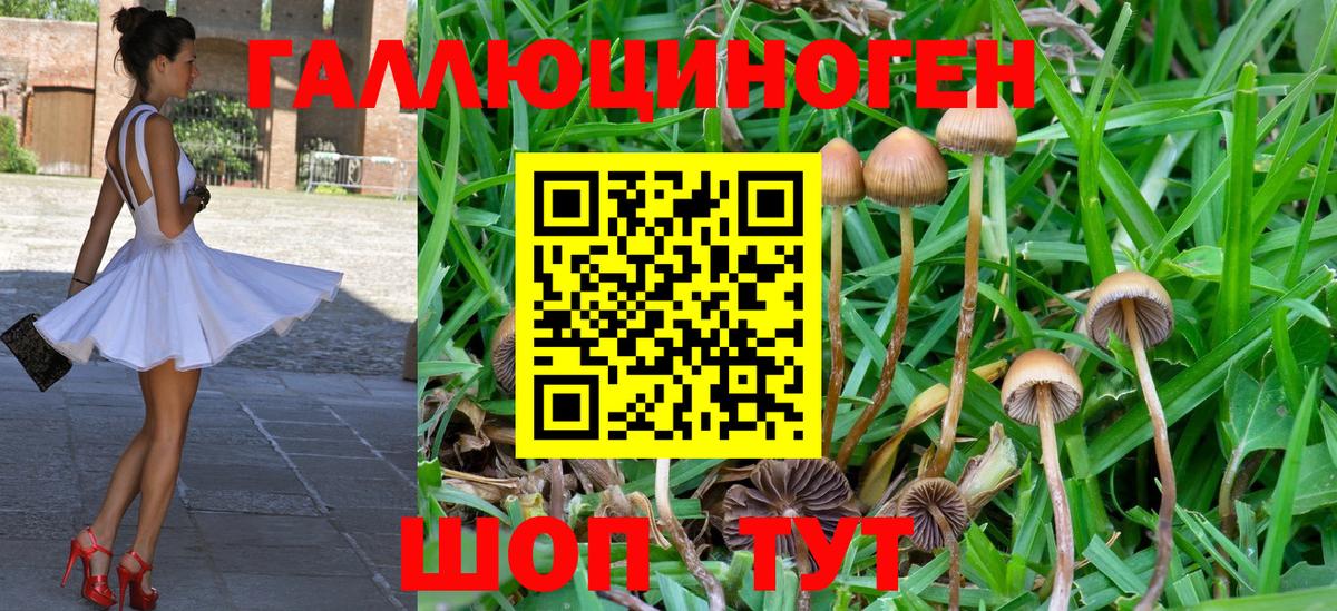 Галлюциногенные грибы Psilocybe  купить наркотик  Великий Устюг  Вход с VPN 